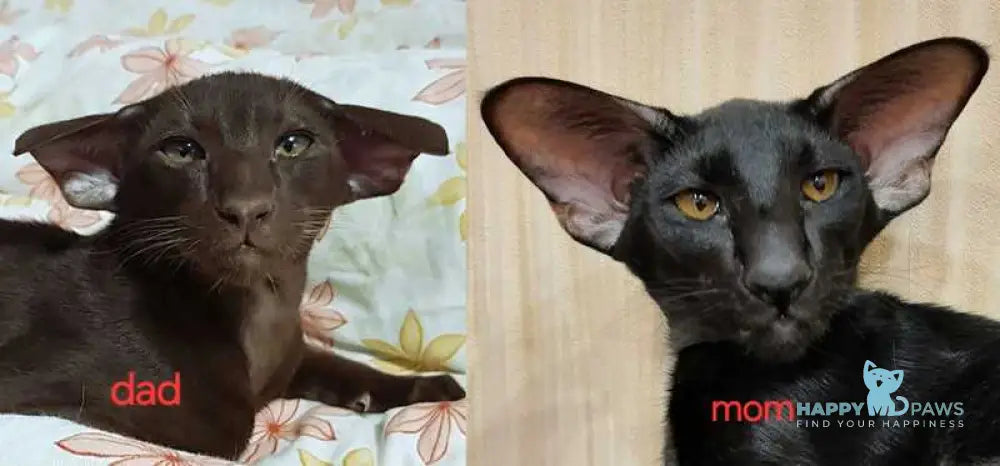 WolfCat Oriental Shorthair male black live animals