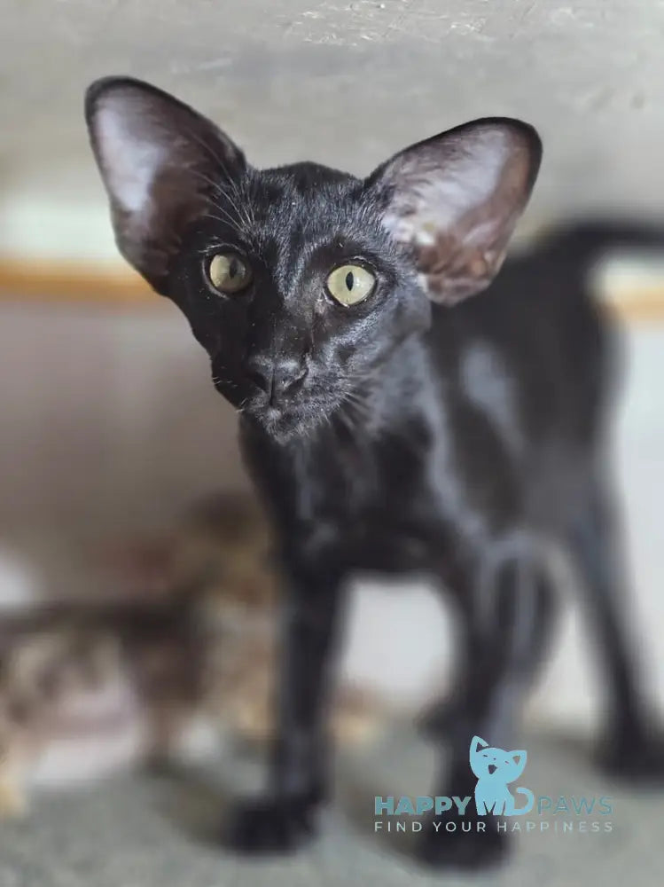 WolfCat Oriental Shorthair male black live animals