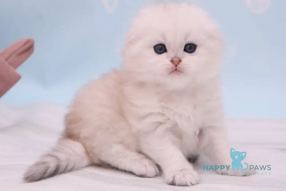 Wolker Scottish Fold Male Black Silver Shaded Live Animals
