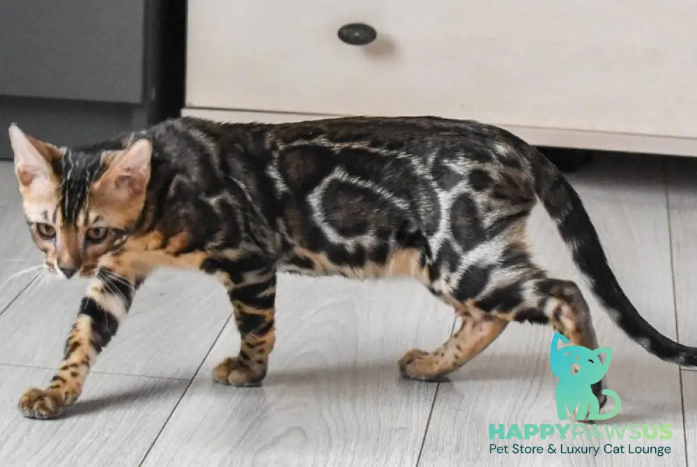 Wolt Bengal male black spotted tabby - live animals