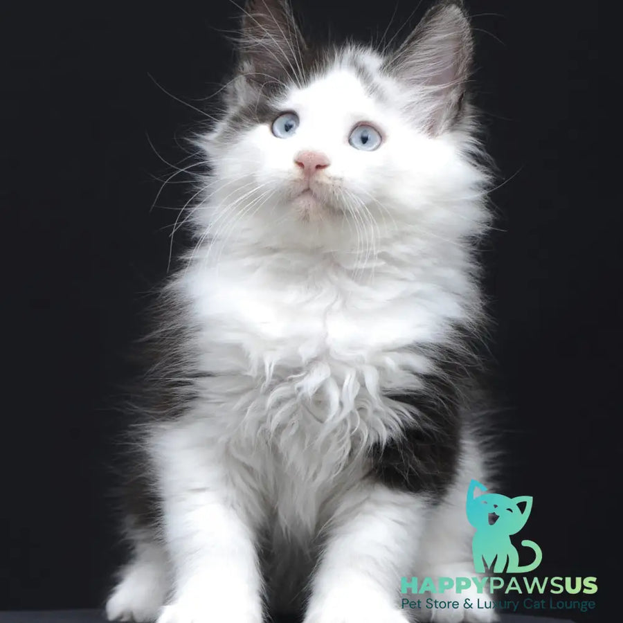 Wonder Maine Coon female black silver bicolour - live animals