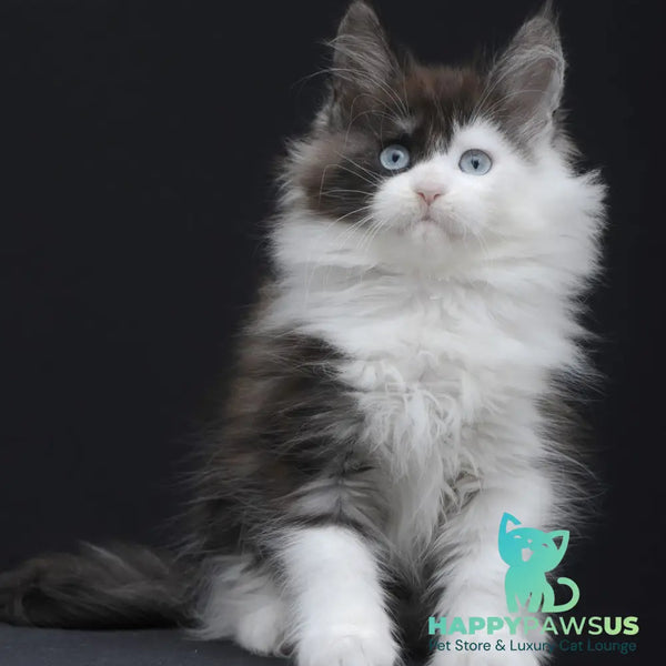 Wonder Maine Coon female black silver bicolour - live animals