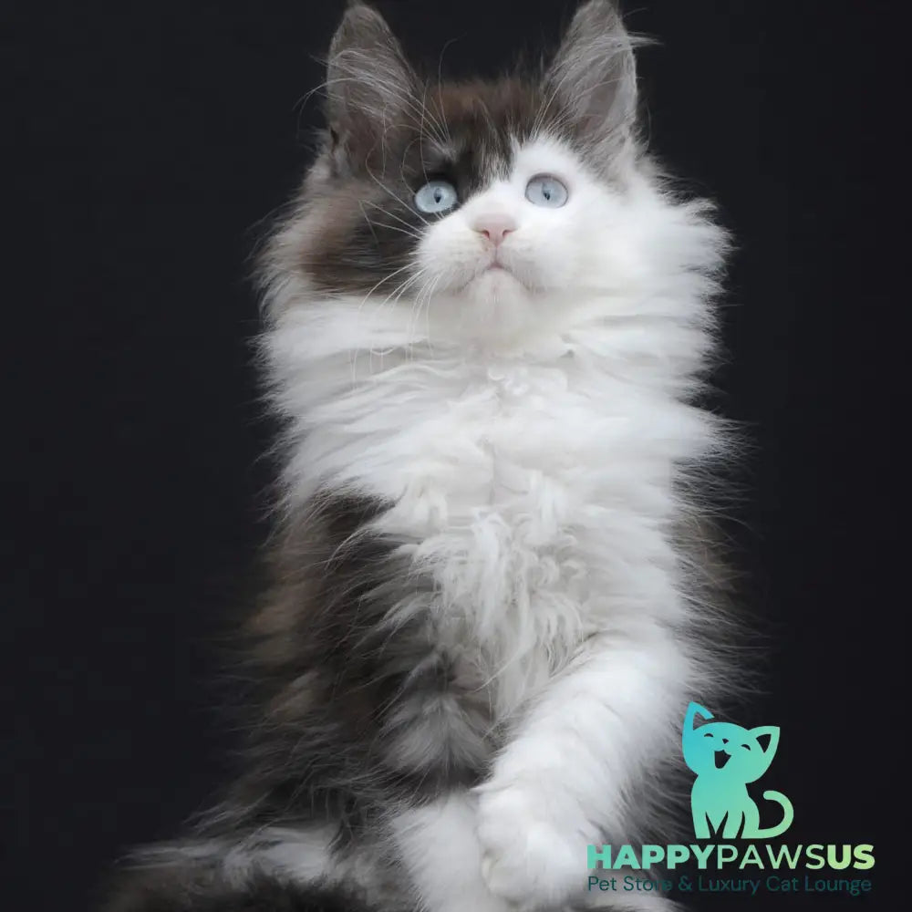 Wonder Maine Coon female black silver bicolour - live animals