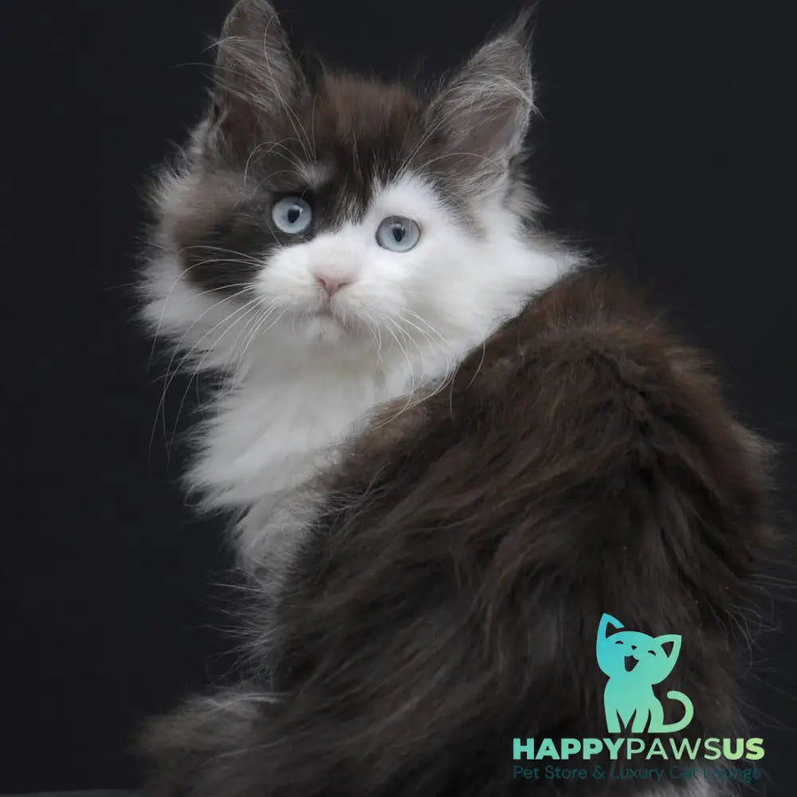 Wonder Maine Coon female black silver bicolour - live animals