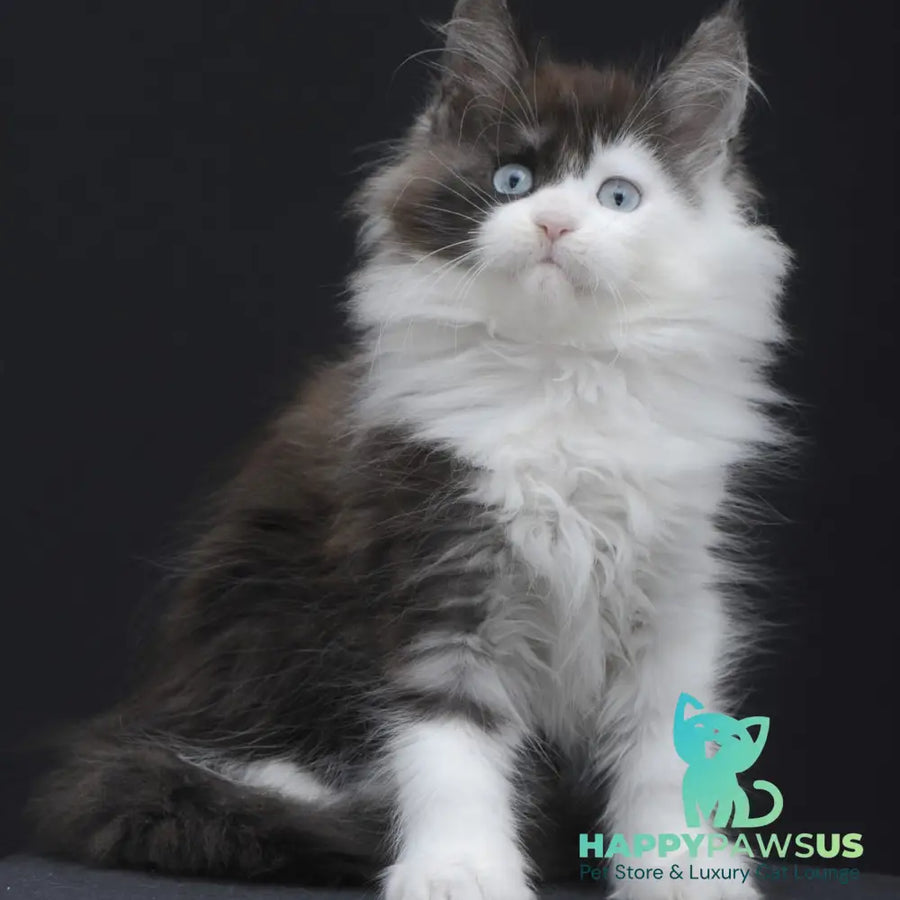 Wonder Maine Coon female black silver bicolour - live animals