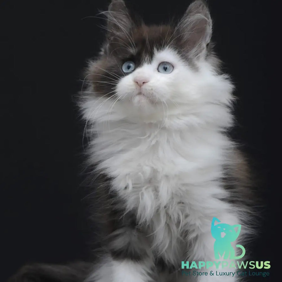 Wonder Maine Coon female black silver bicolour - live animals