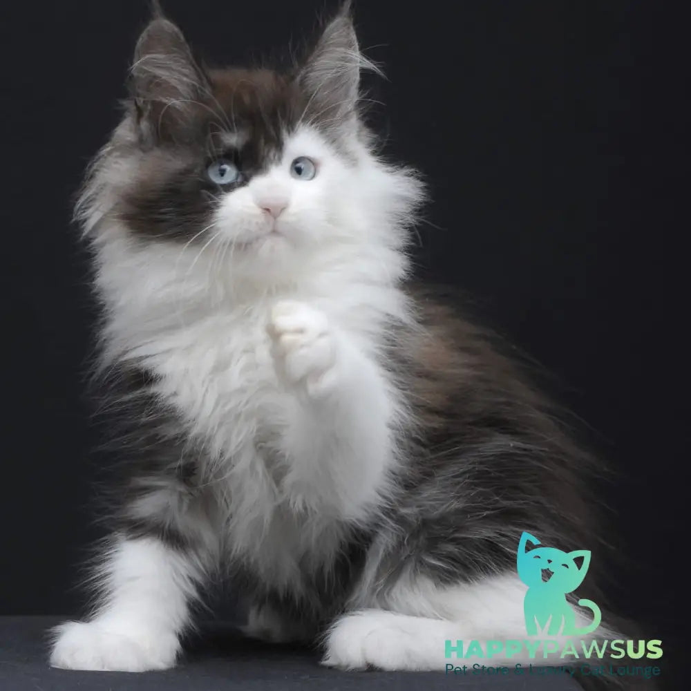 Wonder Maine Coon female black silver bicolour - live animals