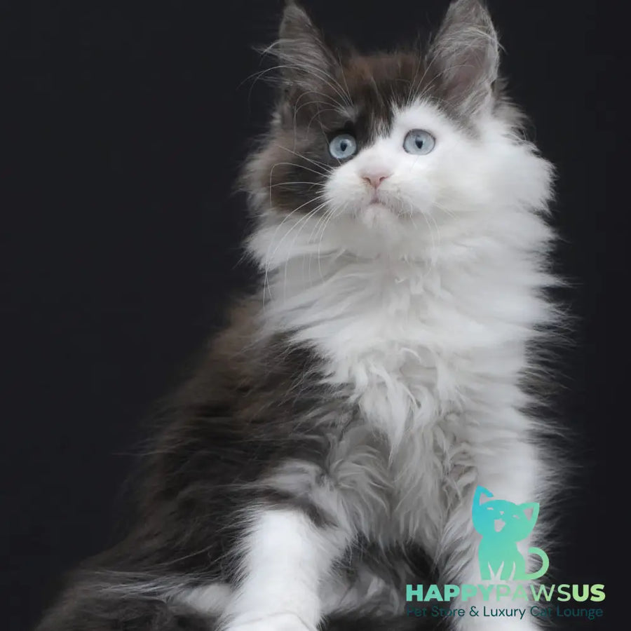 Wonder Maine Coon female black silver bicolour - live animals
