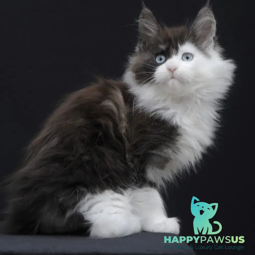 Wonder Maine Coon female black silver bicolour - live animals