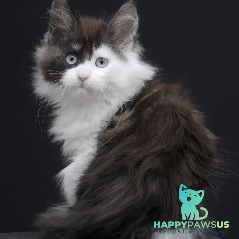 Wonder Maine Coon female black silver bicolour - live animals
