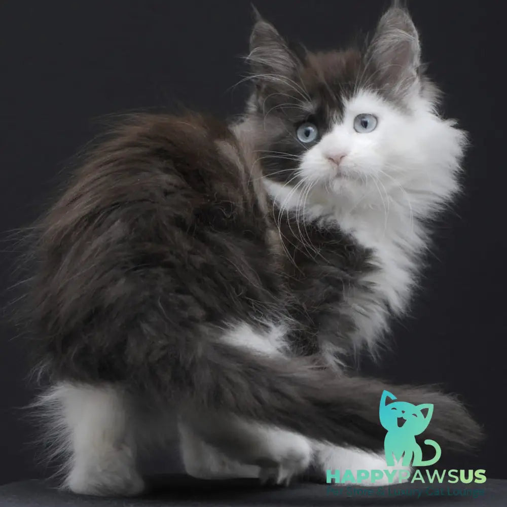 Wonder Maine Coon female black silver bicolour - live animals