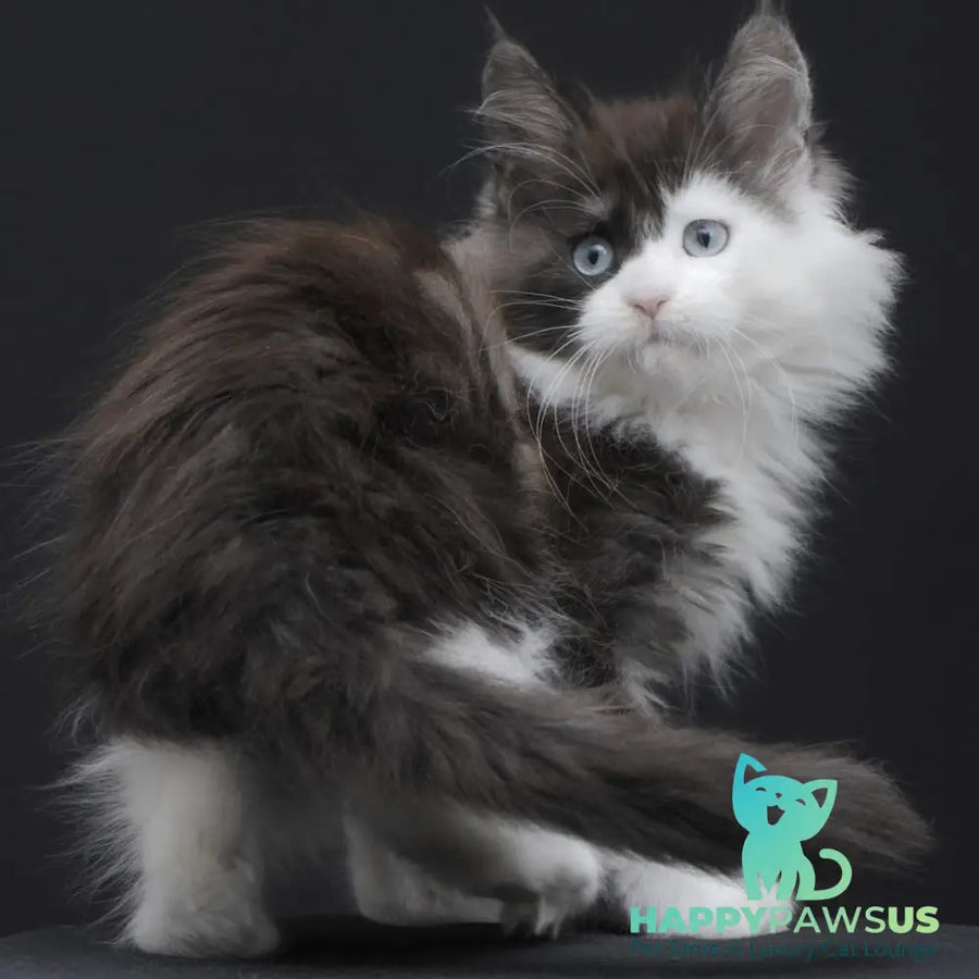 Wonder Maine Coon female black silver bicolour - live animals