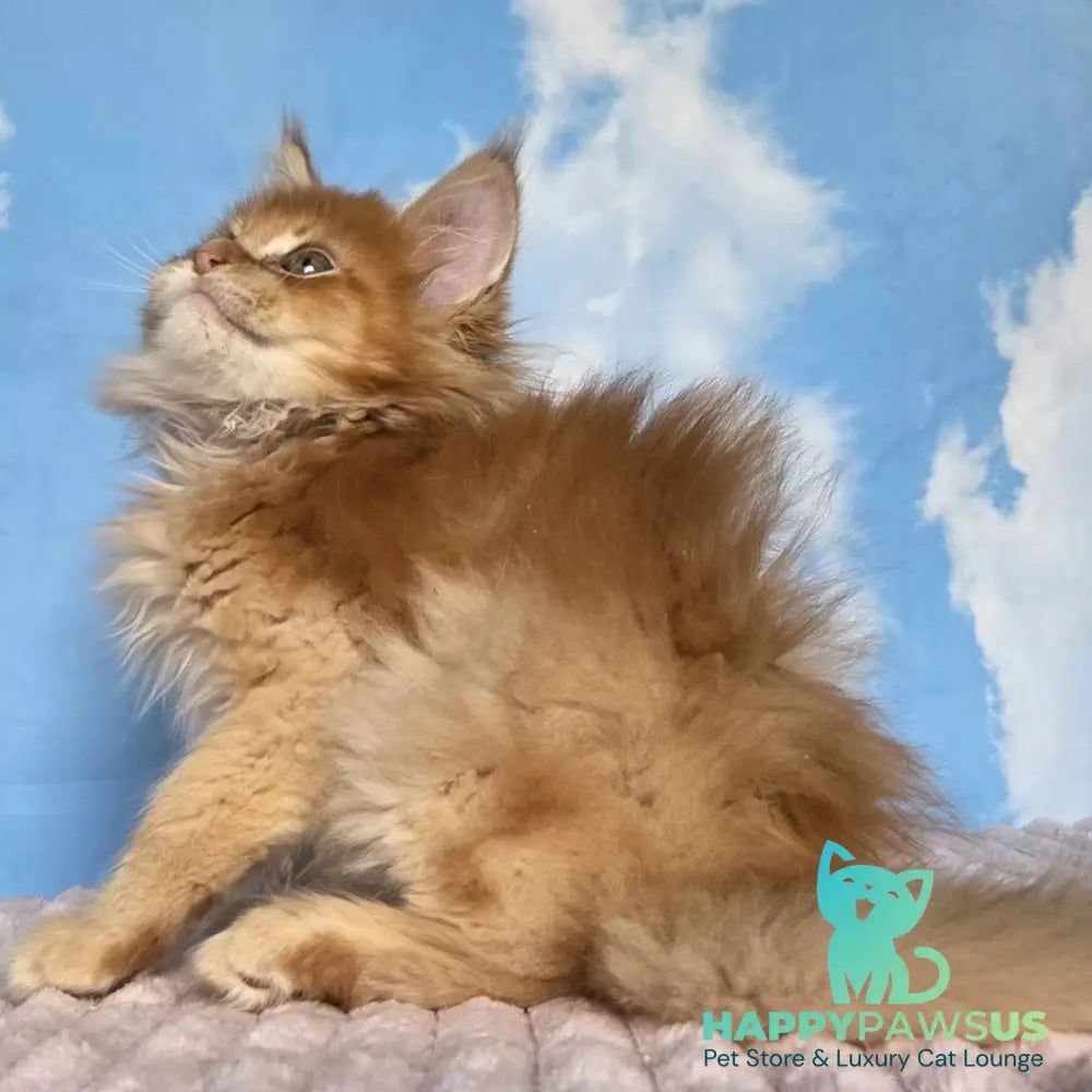 Wonder Maine Coon male red ticked tabby - live animals