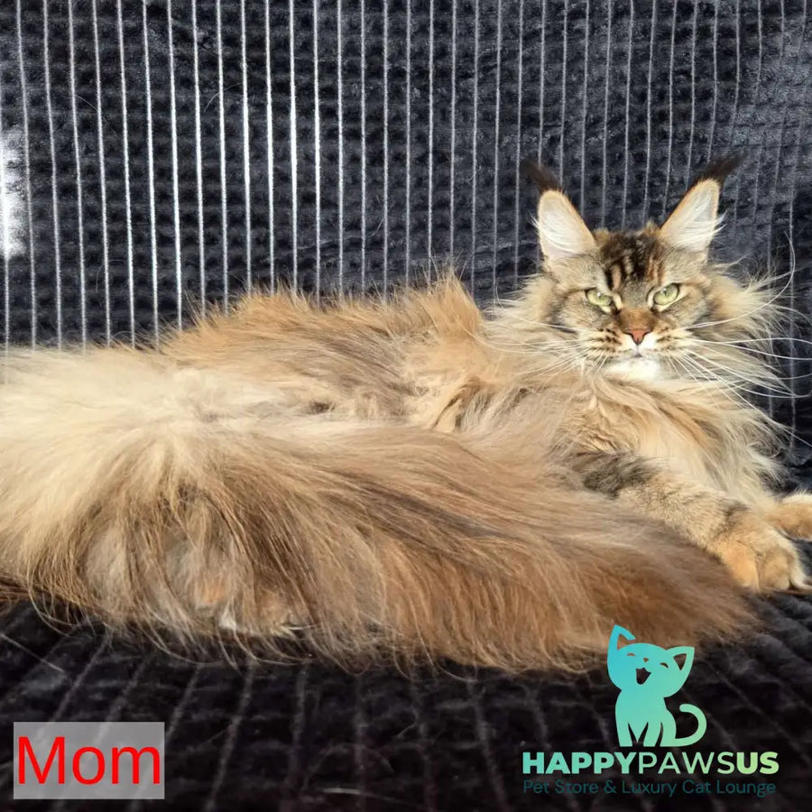 Wonder Maine Coon male red ticked tabby - live animals