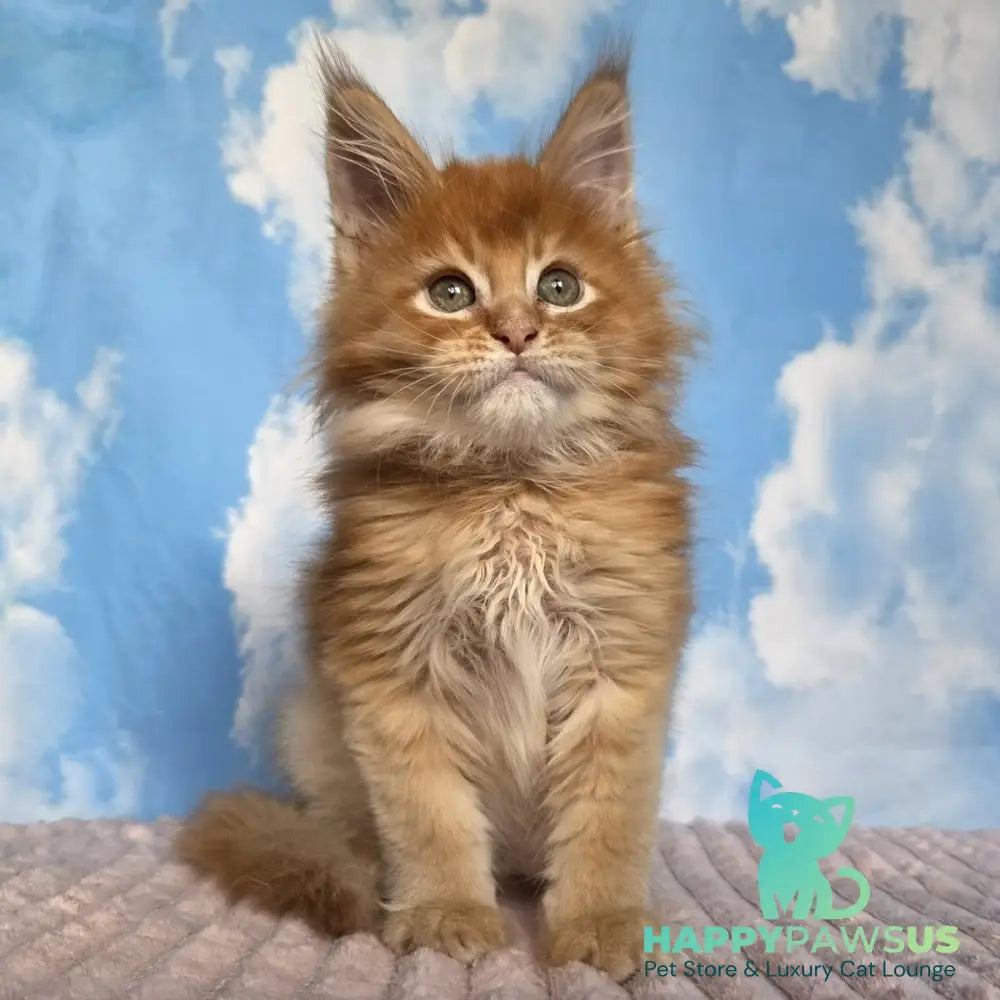 Wonder Maine Coon male red ticked tabby - live animals