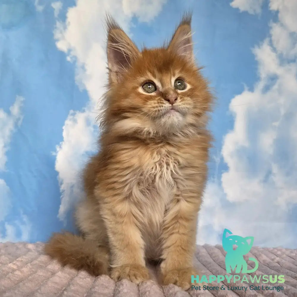 Wonder Maine Coon male red ticked tabby - live animals
