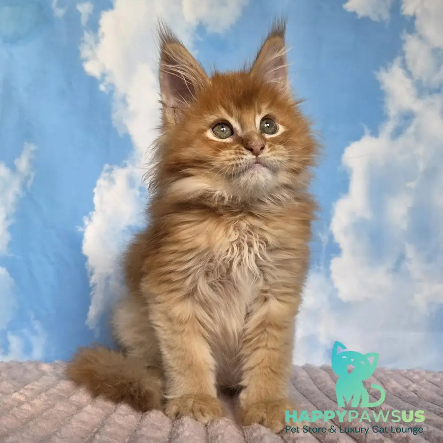Wonder Maine Coon male red ticked tabby - live animals
