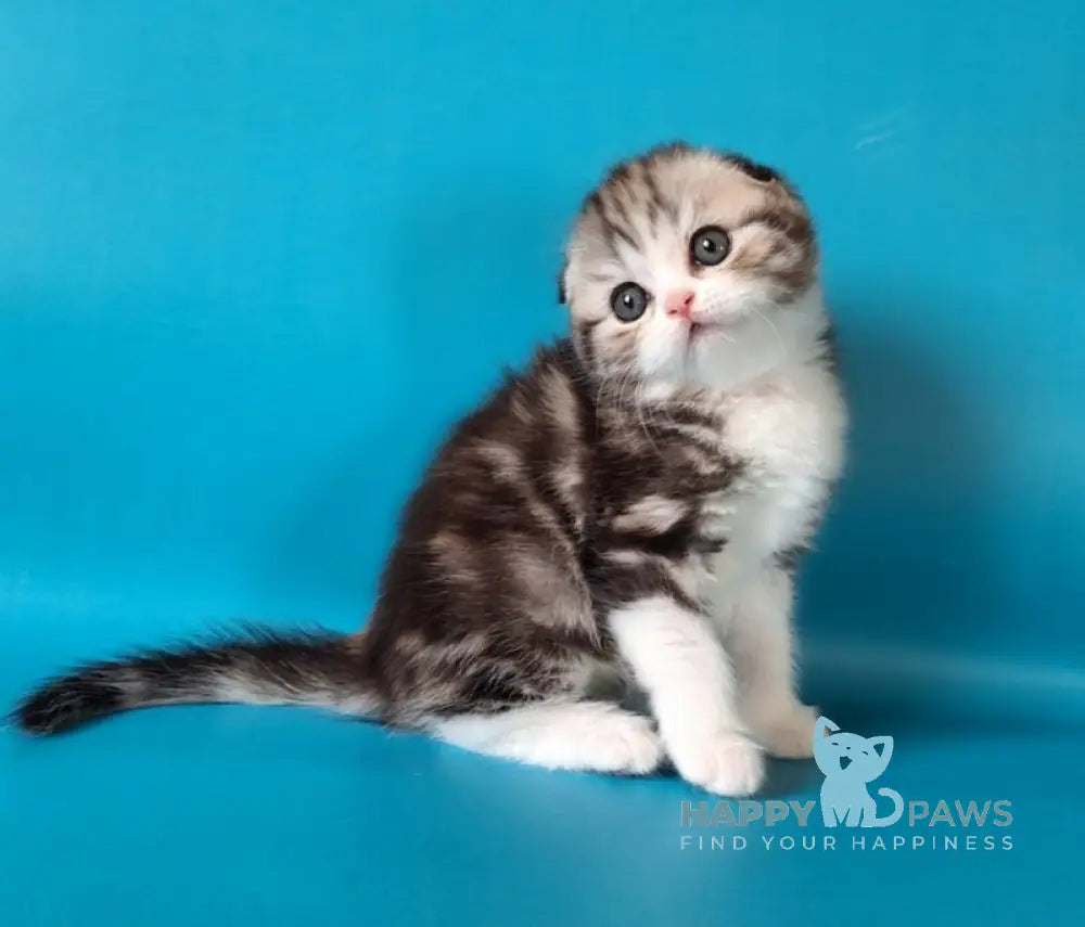 Wonder Scottish Fold male black silver tabby bicolour live animals