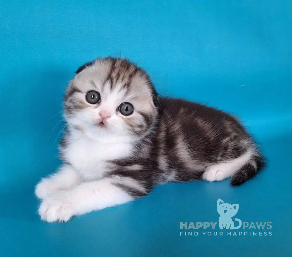 Wonder Scottish Fold male black silver tabby bicolour live animals