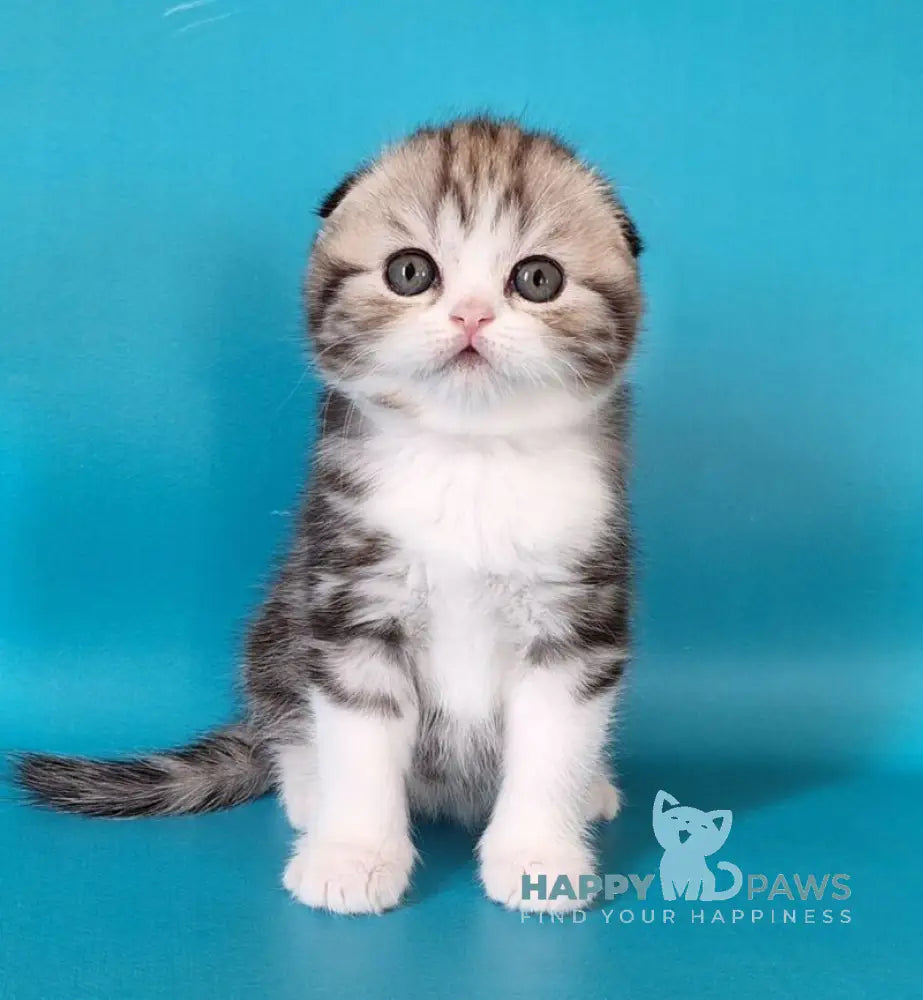Wonder Scottish Fold male black silver tabby bicolour live animals