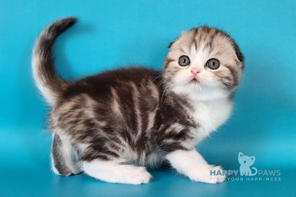 Wonder Scottish Fold male black silver tabby bicolour live animals