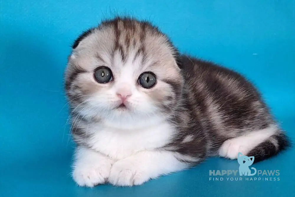 Wonder Scottish Fold male black silver tabby bicolour live animals