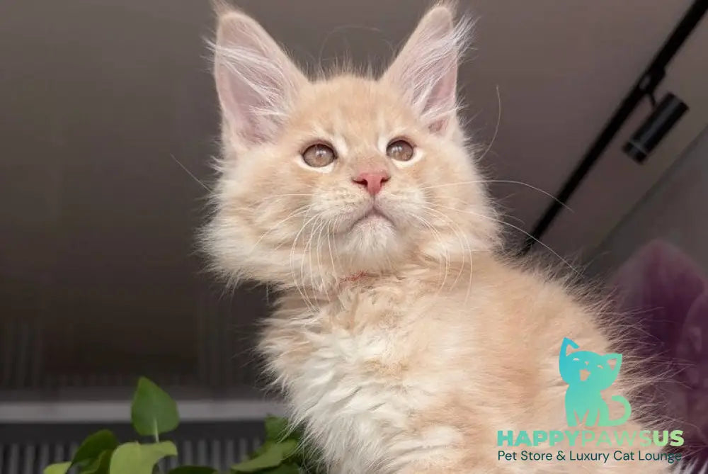 Wonderer Maine Coon male cream tabby - live animals