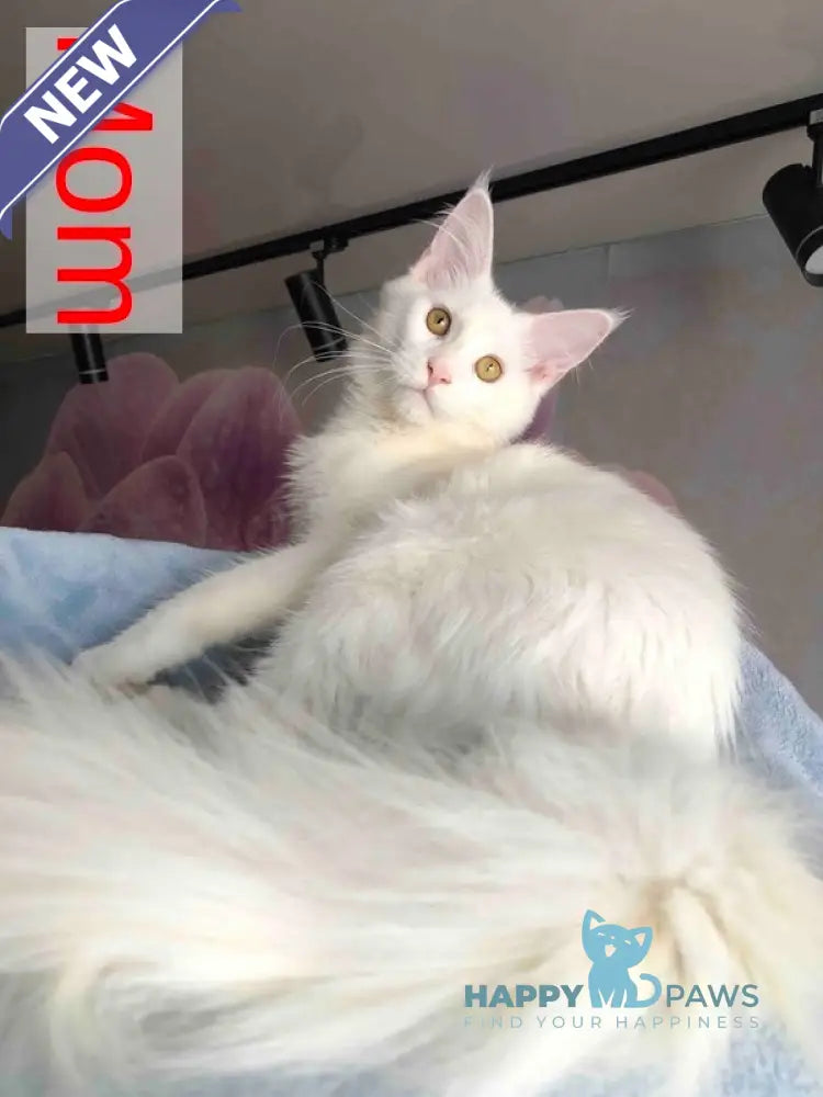 Wonderer Maine Coon male cream tabby - live animals