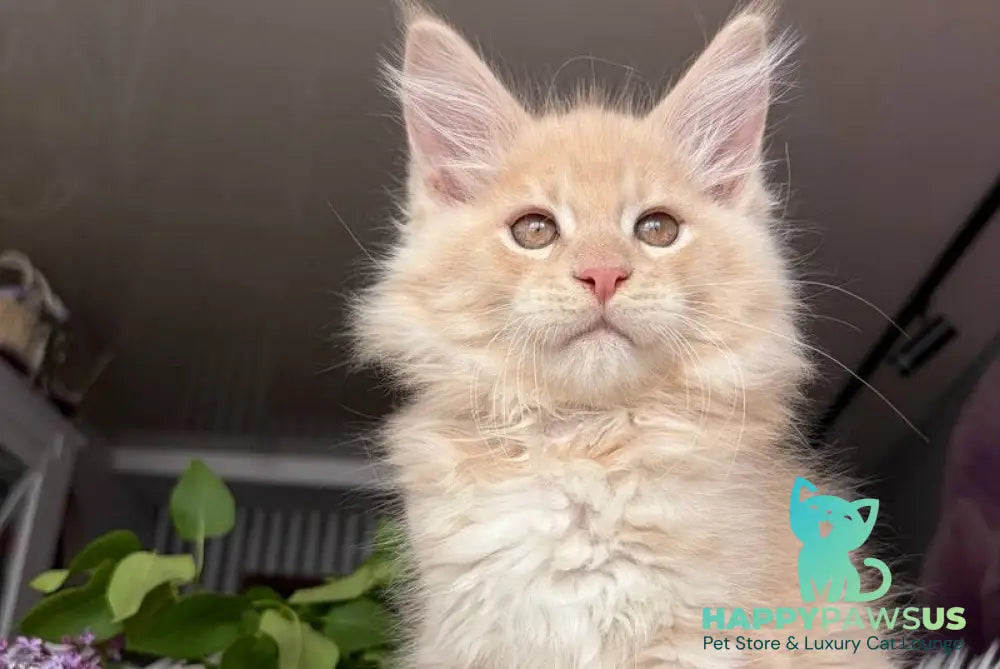 Wonderer Maine Coon male cream tabby - live animals