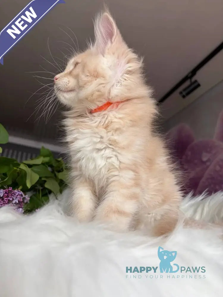 Wonderer Maine Coon male cream tabby - live animals