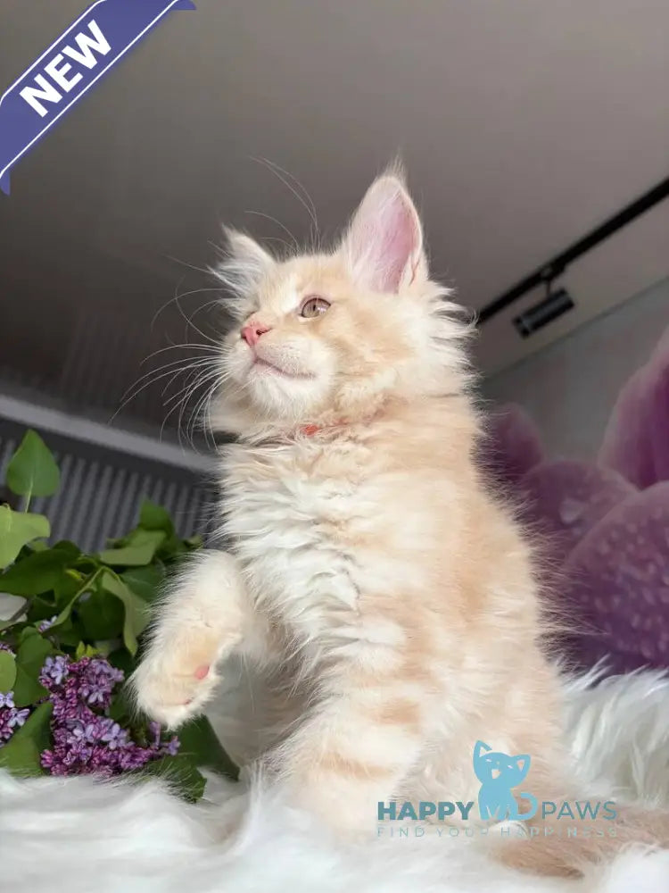Wonderer Maine Coon male cream tabby - live animals