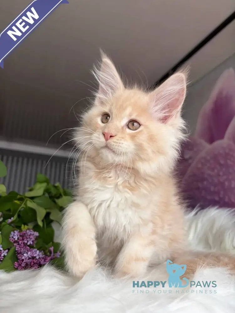 Wonderer Maine Coon male cream tabby - live animals