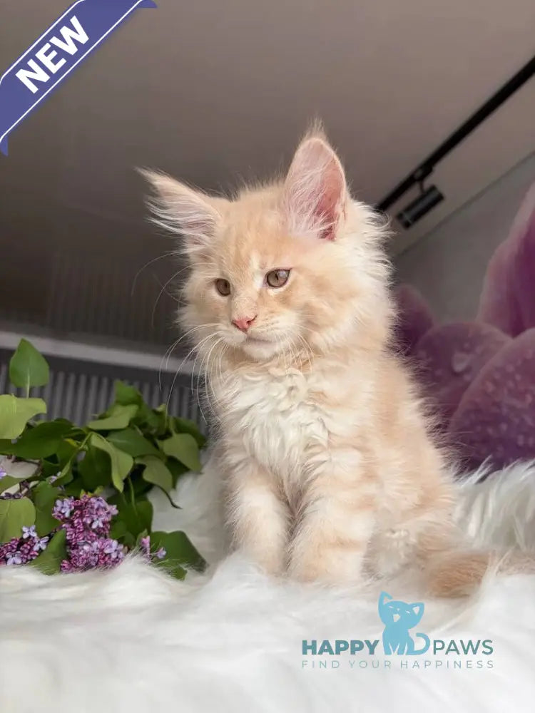 Wonderer Maine Coon male cream tabby - live animals