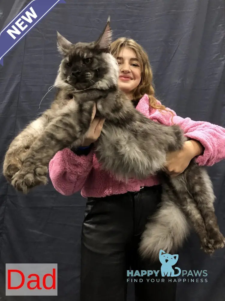 Wonderer Maine Coon male cream tabby - live animals