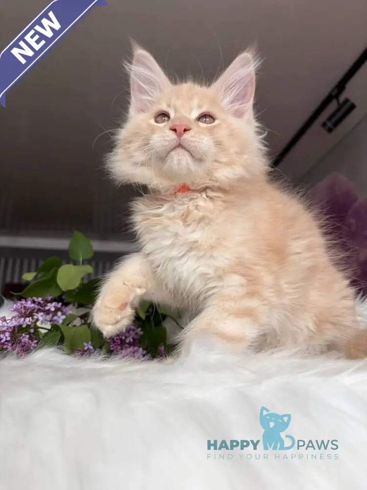 Wonderer Maine Coon male cream tabby - live animals