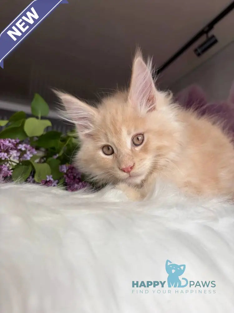 Wonderer Maine Coon male cream tabby - live animals