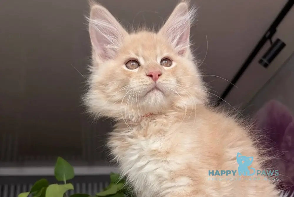 Wonderer Maine Coon male cream tabby - live animals
