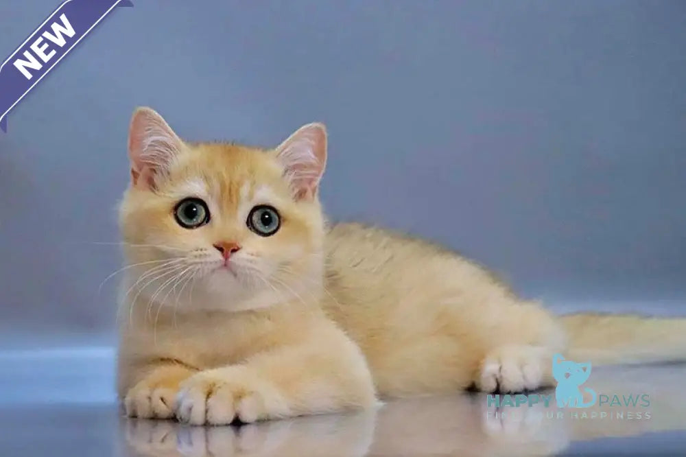 Wonderful British Shorthair male black golden chinchilla live animals