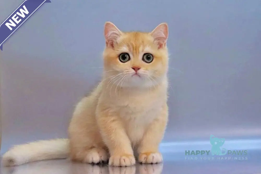 Wonderful British Shorthair male black golden chinchilla live animals