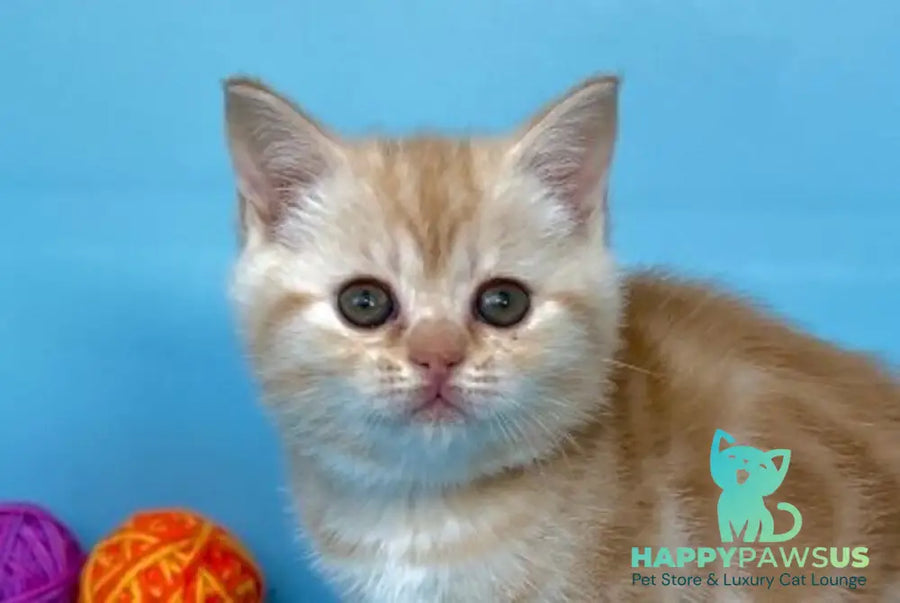Wong-Pie British Shorthair male red silver tabby - live animals
