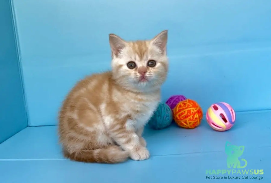 Wong-Pie British Shorthair male red silver tabby - live animals