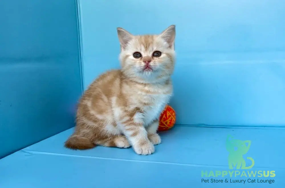 Wong-Pie British Shorthair male red silver tabby - live animals