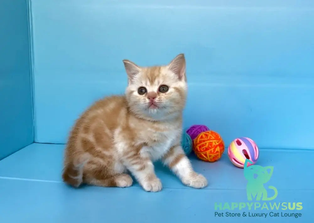 Wong-Pie British Shorthair male red silver tabby - live animals