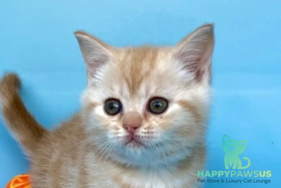 Wong-Pie British Shorthair male red silver tabby - live animals