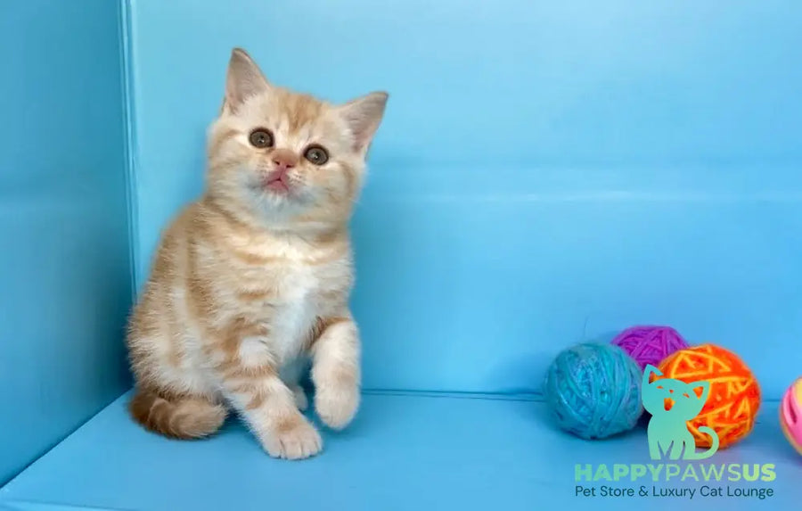 Wong-Pie British Shorthair male red silver tabby - live animals