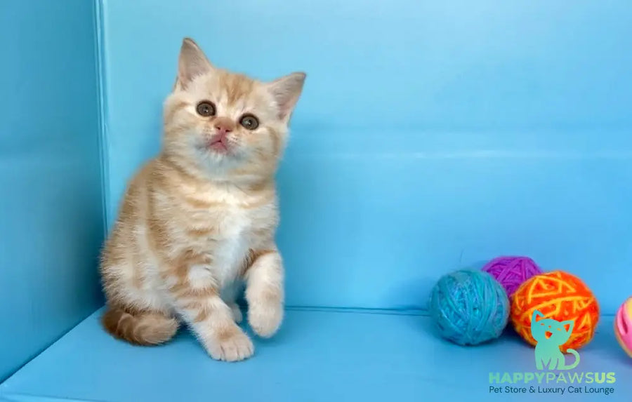 Wong-Pie British Shorthair male red silver tabby - live animals