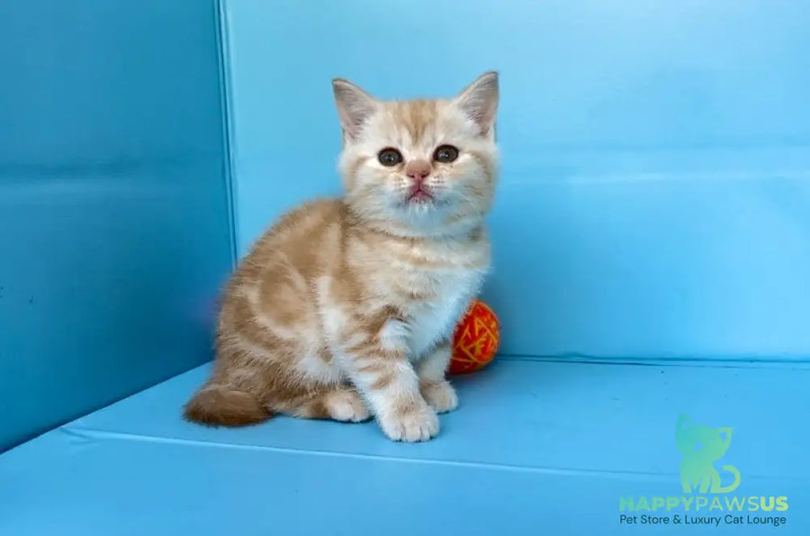 Wong-Pie British Shorthair male red silver tabby - live animals