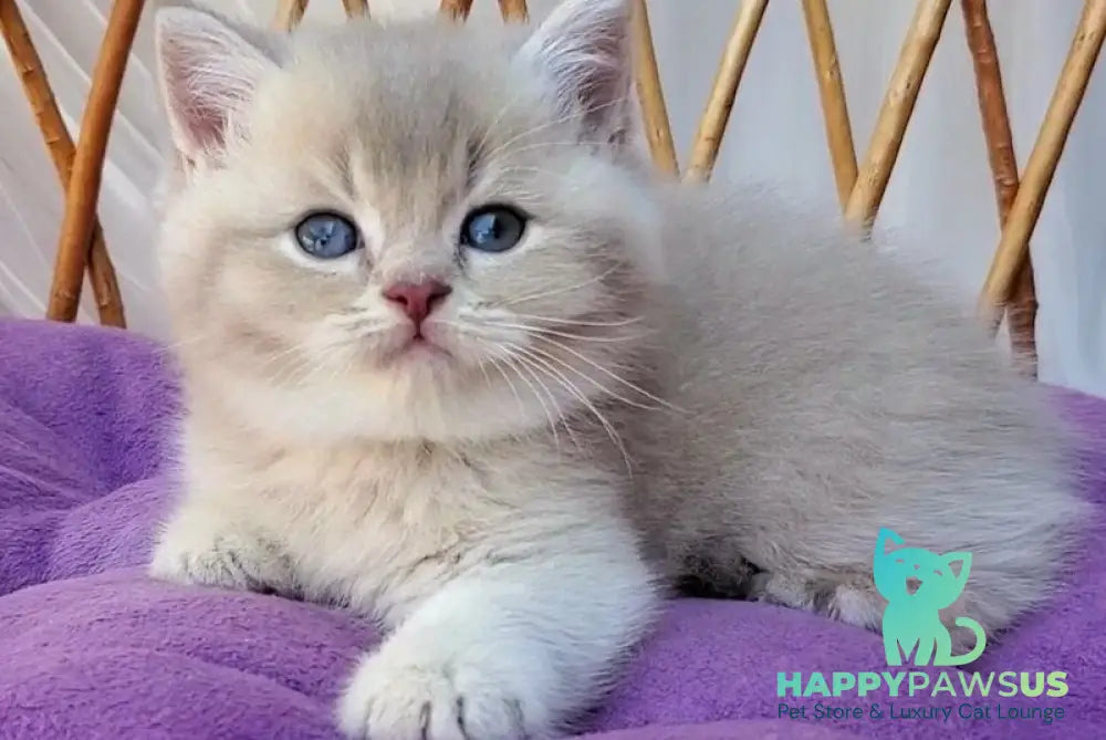 Woody British Shorthair male lilac golden ticked tabby - live animals