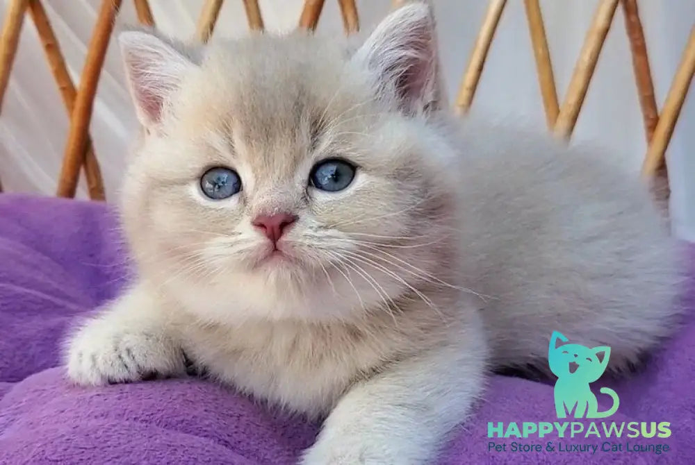Woody British Shorthair male lilac golden ticked tabby - live animals