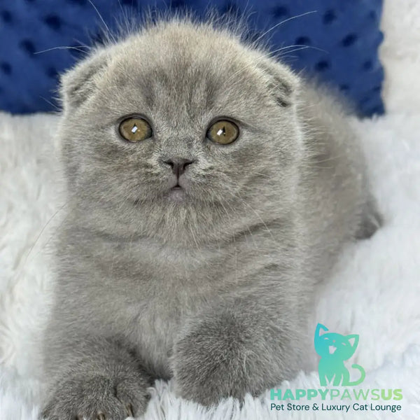 Woody Scottish Fold male blue - live animals